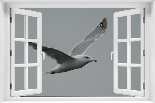 Fototapeta Naklejka Na Ścianę Okno 3D - black tailed gull in flight