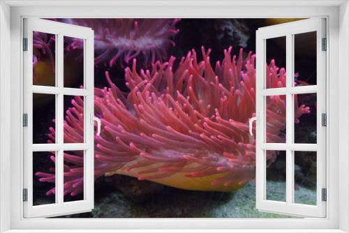 Fototapeta Naklejka Na Ścianę Okno 3D - underwater image of an Actiniaria - Sea Anemone