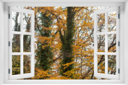Fototapeta Naklejka Na Ścianę Okno 3D - Tall trees growing in autumn forest