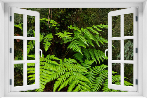 Fototapeta Naklejka Na Ścianę Okno 3D - A green young fern in the forest, a backdrop of nature.