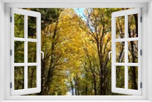 Fototapeta Naklejka Na Ścianę Okno 3D - Trees in a forest with trail. Plant foliage, national park trail, vegetation, hiking landscape with colorful leaves.  Beautiful natural outdoors concept, nature theme.