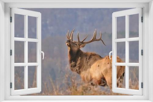 Fototapeta Naklejka Na Ścianę Okno 3D - Majestic Elk Bull in the Mountains of Benezette PA