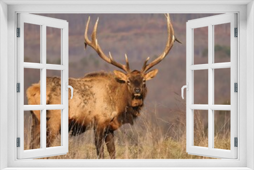 Fototapeta Naklejka Na Ścianę Okno 3D - Majestic Elk Bull in the Mountains of Benezette PA