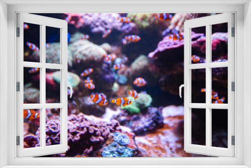 Fototapeta Naklejka Na Ścianę Okno 3D - Clownfish or anemonefish in aquarium