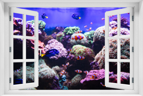 Fototapeta Naklejka Na Ścianę Okno 3D - Clownfish and Blue Tang in aquarium