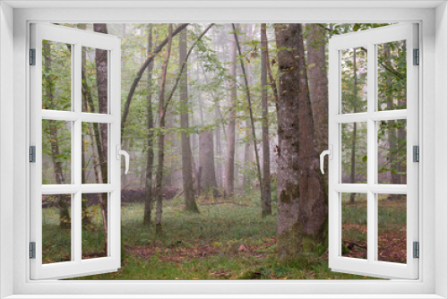 Fototapeta Naklejka Na Ścianę Okno 3D - Misty morning in autumnal forest