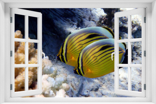 Fototapeta Naklejka Na Ścianę Okno 3D - Black-tailed butterflyfish - (Chaetodon austriacus)