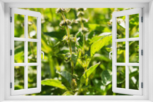 Fototapeta Naklejka Na Ścianę Okno 3D - fresh basil in the garden