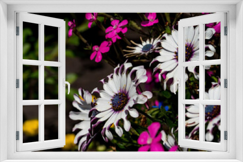 Fototapeta Naklejka Na Ścianę Okno 3D - Osteospermums in the colorful flower garden