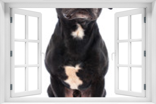 Fototapeta Naklejka Na Ścianę Okno 3D - staffordshire bull terrier studio shot, white background 