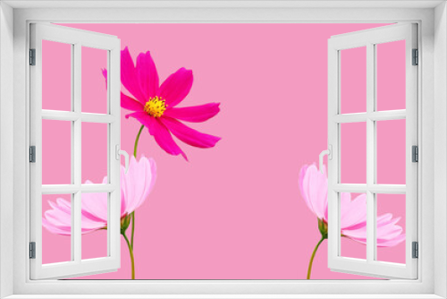 Fototapeta Naklejka Na Ścianę Okno 3D - Top view, Collection three cosmos flower violet and white color flower blossom blooming isolated on pink background for stock photo, houseplant, spring floral
