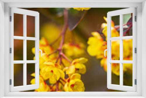 Fototapeta Naklejka Na Ścianę Okno 3D - yellow blossoms of common barberry, sunny morning in springtime