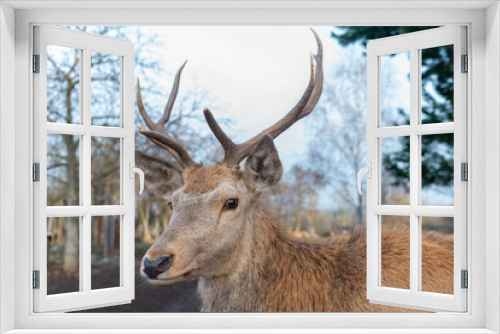 Fototapeta Naklejka Na Ścianę Okno 3D - Male red deer portrait in sunny day