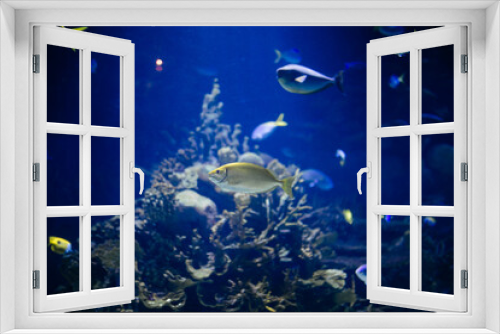 Fototapeta Naklejka Na Ścianę Okno 3D - ocean fish