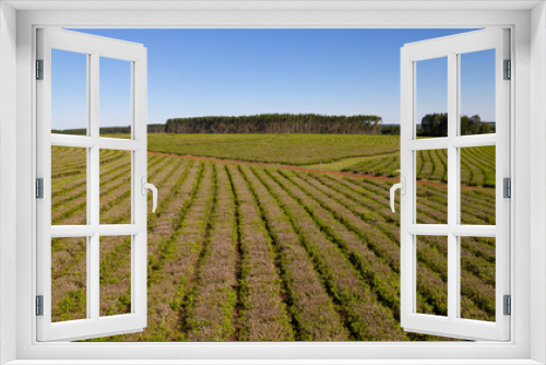 Fototapeta Naklejka Na Ścianę Okno 3D - Aerial view of tea plantations in Argentina.