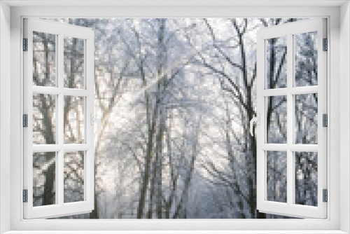 Fototapeta Naklejka Na Ścianę Okno 3D - Sunny morning in a forest