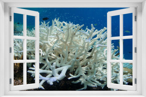 Fototapeta Naklejka Na Ścianę Okno 3D - A white bleached coral on a coral reef in the Maldives during a global bleaching event as a result of warming ocean temperature