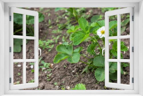 Fototapeta Naklejka Na Ścianę Okno 3D - Beautiful white strawberry flower in the garden. The first crop of strawberries in the early summer. Natural background.