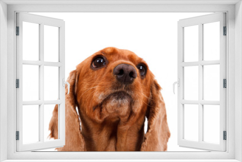 Fototapeta Naklejka Na Ścianę Okno 3D - English Cocker Spaniel Dog