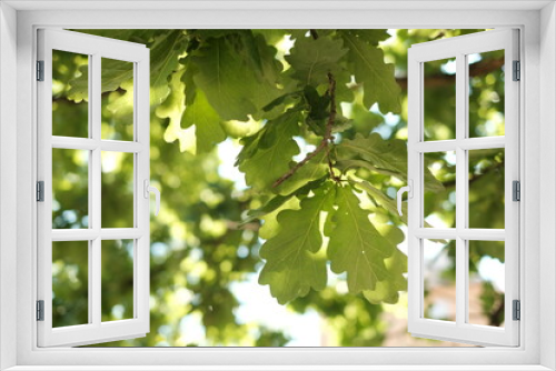 Fototapeta Naklejka Na Ścianę Okno 3D - natural background of oak leaves