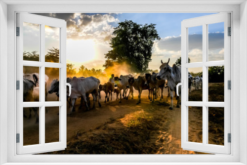 Fototapeta Naklejka Na Ścianę Okno 3D - Evening grazing herds