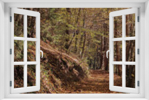 Fototapeta Naklejka Na Ścianę Okno 3D - Wald Natur Herbst Bäume