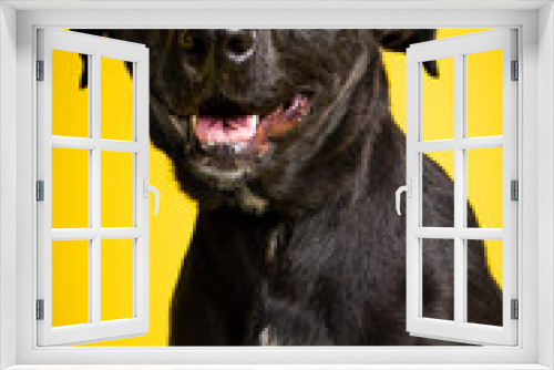 Fototapeta Naklejka Na Ścianę Okno 3D - sOLO DOG POSING FOR CAMERA