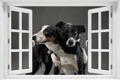 Fototapeta Naklejka Na Ścianę Okno 3D - two dogs hugging. Happy Border Collie on a grey background in studio. love pet
