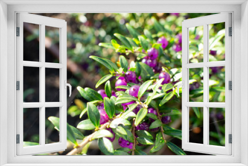 Fototapeta Naklejka Na Ścianę Okno 3D - Evergreen Lonicera Pileata, Box Leaved Honeysuckle or Privet Honeysuckle Purple Berries