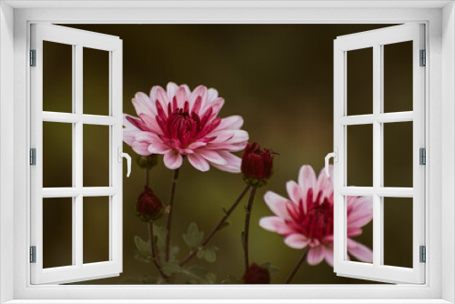 Fototapeta Naklejka Na Ścianę Okno 3D - Close up of pink chrysanthemum flowers