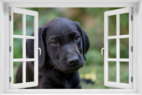 Fototapeta Naklejka Na Ścianę Okno 3D - Portrait of a cute black labrador retriever puppy