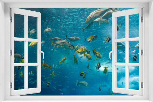 Fototapeta Naklejka Na Ścianę Okno 3D - Beautiful tropical fishes