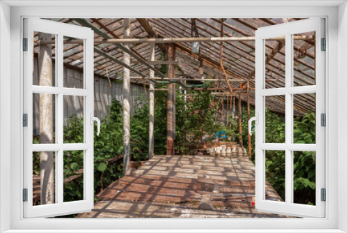 Fototapeta Naklejka Na Ścianę Okno 3D - Abandoned and overgrown green house.