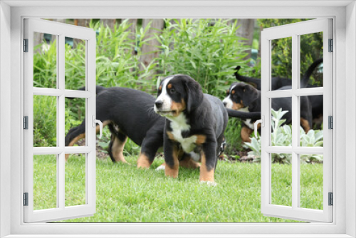 Fototapeta Naklejka Na Ścianę Okno 3D - Puppies of Greater Swiss Mountain Dog in the garden