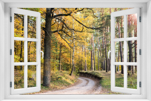 Fototapeta Naklejka Na Ścianę Okno 3D - A dirt road in an oak forest in autumn