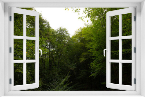 Fototapeta Naklejka Na Ścianę Okno 3D - Lush forest view. Carbon net zero or decarbonization concept photo
