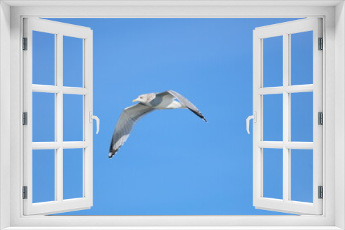 Fototapeta Naklejka Na Ścianę Okno 3D - gull in flight