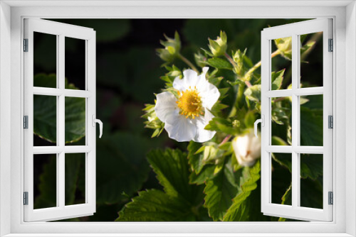 Fototapeta Naklejka Na Ścianę Okno 3D - White flowers on strawberries in the vegetable garden.