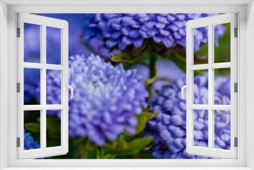Fototapeta Naklejka Na Ścianę Okno 3D - Blooming purple flowers similar to chamomile in a flower bed