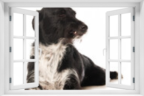 Fototapeta Naklejka Na Ścianę Okno 3D - Cute cross breed dog isolated on white