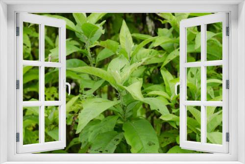 Fototapeta Naklejka Na Ścianę Okno 3D - Ngai Camphor (The herb is used to extract camphor)