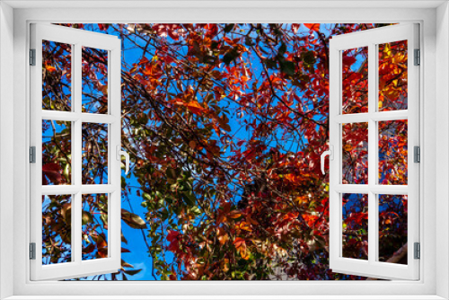 Fototapeta Naklejka Na Ścianę Okno 3D - red leaves against the sky