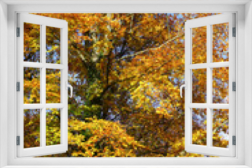 Fototapeta Naklejka Na Ścianę Okno 3D - colorful autumn tree leaves. fall season colors of woodland trees