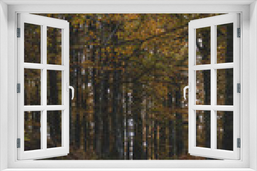 Fototapeta Naklejka Na Ścianę Okno 3D - Dark forest in autum with brown, orange and yellow tones