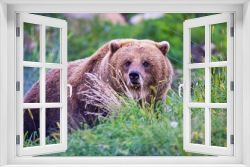 Fototapeta Naklejka Na Ścianę Okno 3D - Grizzly Bear Hiding in National Park