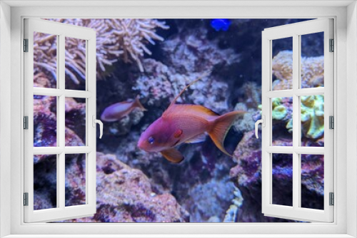 Fototapeta Naklejka Na Ścianę Okno 3D - a fish swims in a kart
