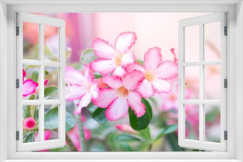 Fototapeta Naklejka Na Ścianę Okno 3D - Beautiful pink Adenium flowers in the garden.