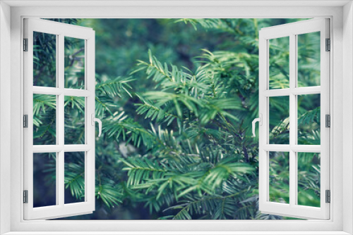 Fototapeta Naklejka Na Ścianę Okno 3D - Taxus baccata green twig texture. Berry yew plant texture background.