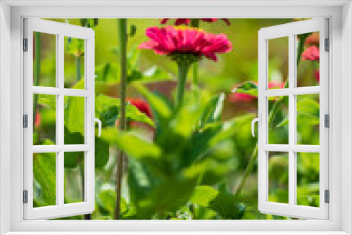 Fototapeta Naklejka Na Ścianę Okno 3D - zinnia flowersi the garden