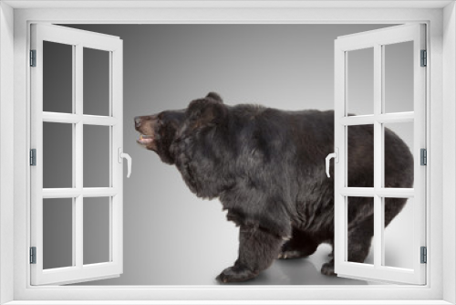 Fototapeta Naklejka Na Ścianę Okno 3D - big brown bear